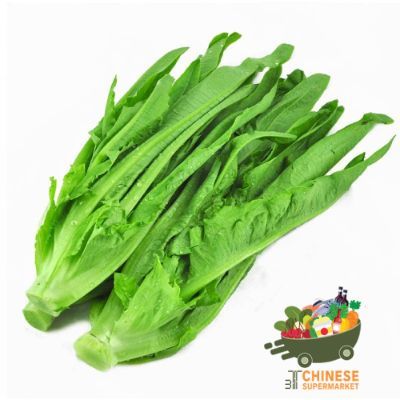 油麦菜 (ผักโหย่วม่ายจีน)