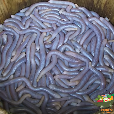 中国活沙虫(หนอนทะเลเป็น) - KG.