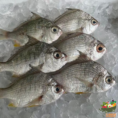 冰鲜 米鱼 (ปลาดอกหมาก) - KG