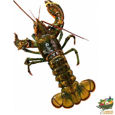 加拿大🇨🇦活波顿龙虾(กุ้งล็อบสเตอร์แคนาดา) KG.