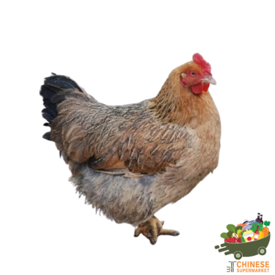 白切鸡 ไก่ไหหลำ - KG