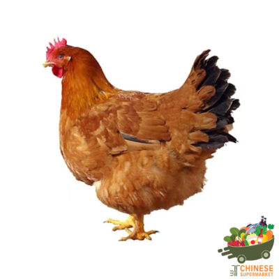 老母鸡 (ไก่ไหหลำแก่) - KG