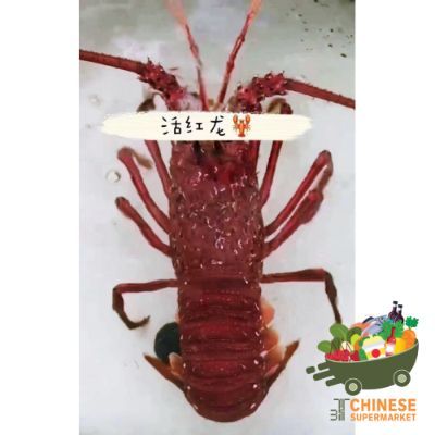 野生活红龙 (กุ้งมังกรเเดง) - KG